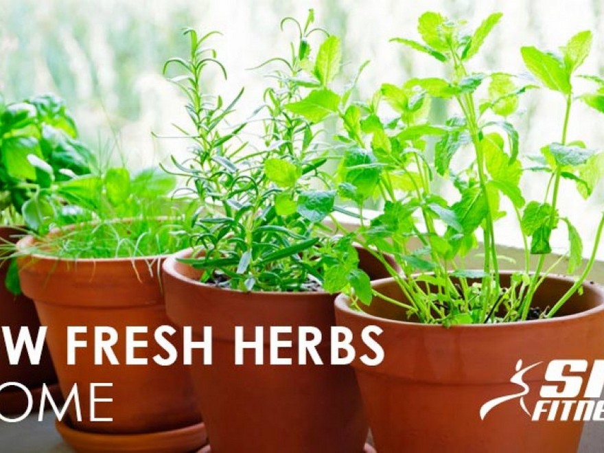  Develop Contemporary Herbs at Residence
